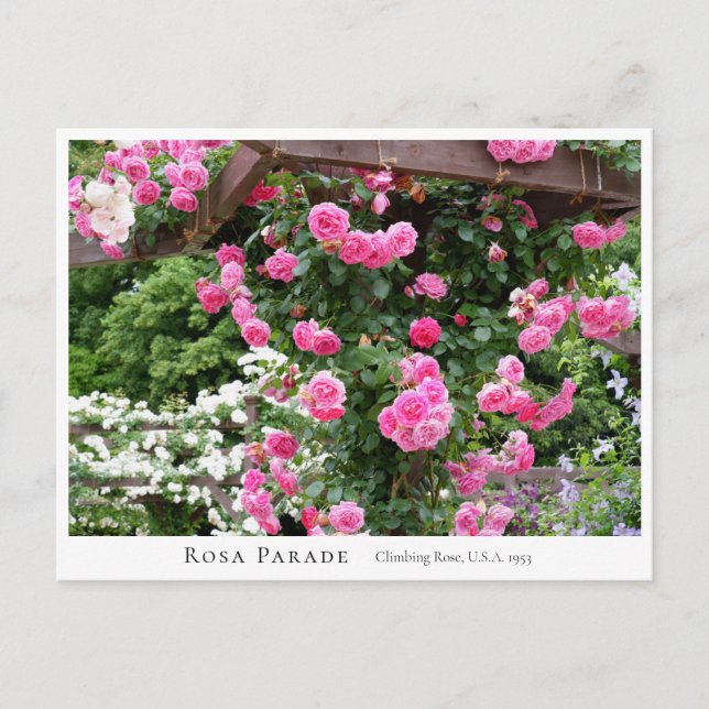 Carte Postale Rosa Parade (Devant)