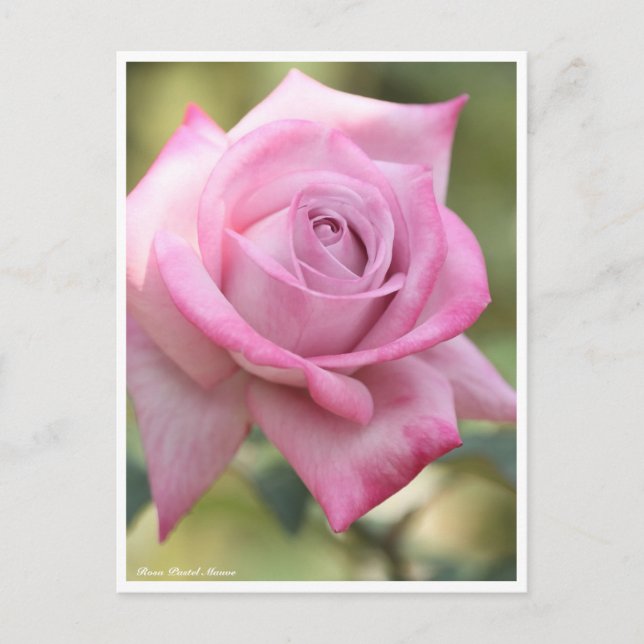 Carte Postale Rosa Pastel Mauve (Devant)