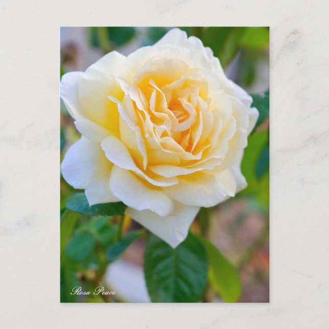 Carte Postale Rosa Peace ポストカード (Devant)