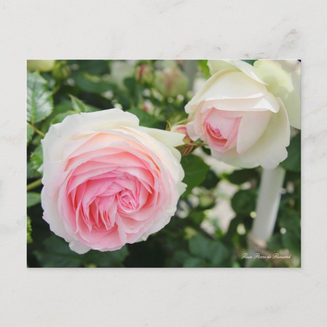 Carte Postale Rosa Pierre de Ronsard (Devant)