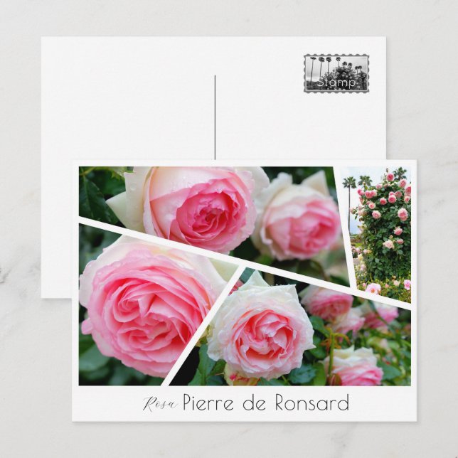 Carte Postale Rosa Pierre de Ronsard (Devant / Derrière)