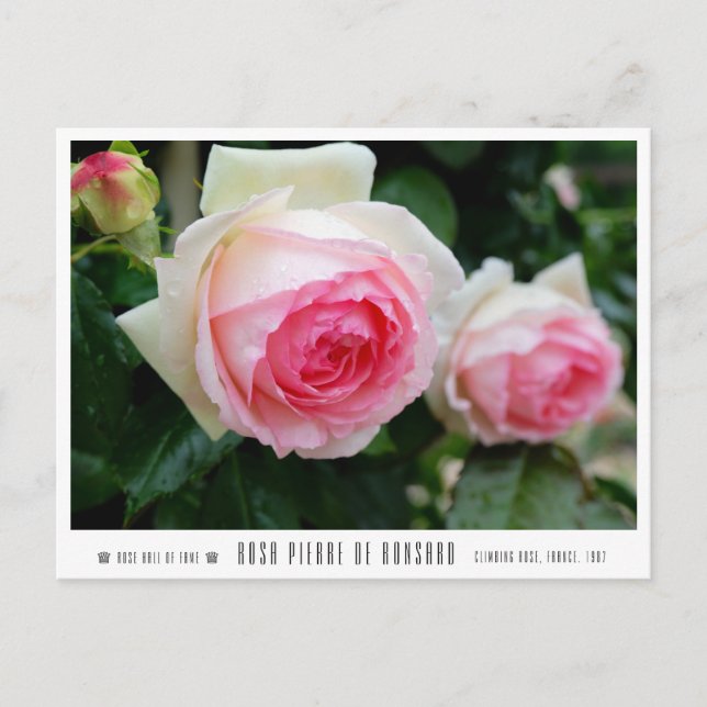 Carte Postale Rosa Pierre de Ronsard (Devant)