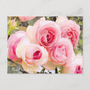 Carte Postale Rosa Pierre de Ronsard [Carte postale]