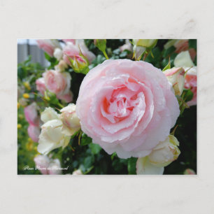 Carte Postale Rosa Pierre de Ronsard [Carte postale]