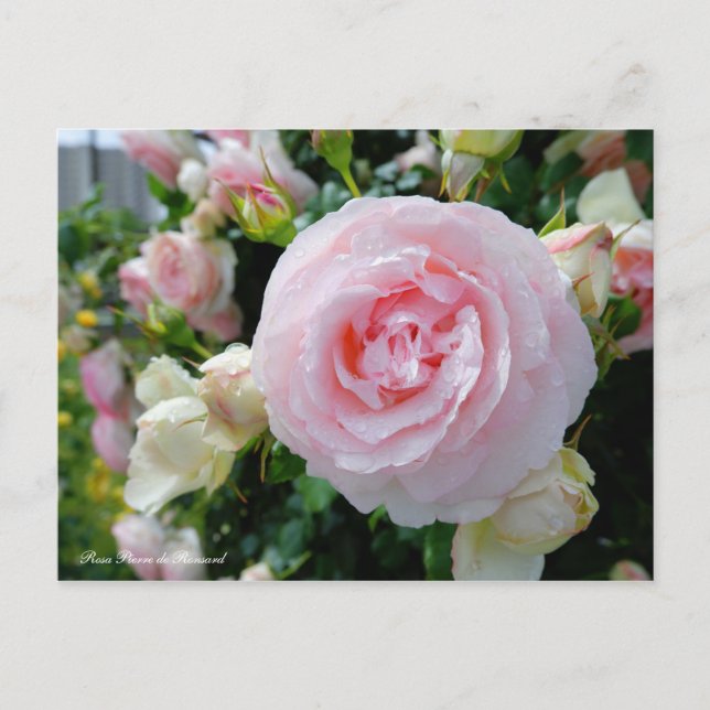 Carte Postale Rosa Pierre de Ronsard [Carte postale] (Devant)