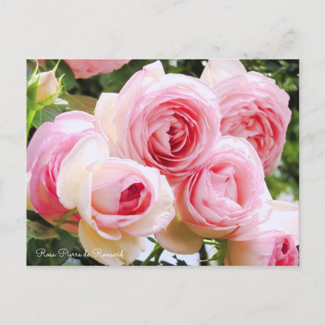 Carte Postale Rosa Pierre de Ronsard [Carte postale] (Devant)