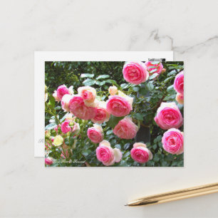 Carte Postale Rosa Pierre de Ronsard [Carte postale] ポ ド ー カ
