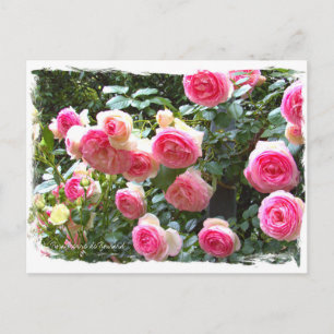 Carte Postale Rosa Pierre de Ronsard [Carte postale] ポ ド ー カ