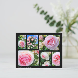 Carte Postale Rosa Pierre de Ronsard [Carte postale] ポ ド ー カ