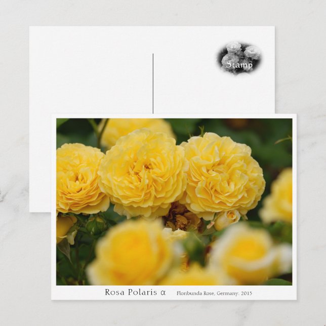 Carte Postale Rosa Polaris α (Devant / Derrière)