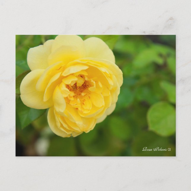 Carte Postale Rosa Polaris α [Postcard] (Devant)