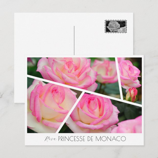 Carte Postale Rosa Princesse de Monaco (Devant / Derrière)
