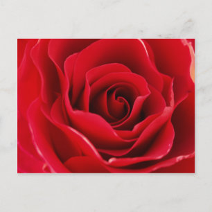 Carte Postale Rosa roja