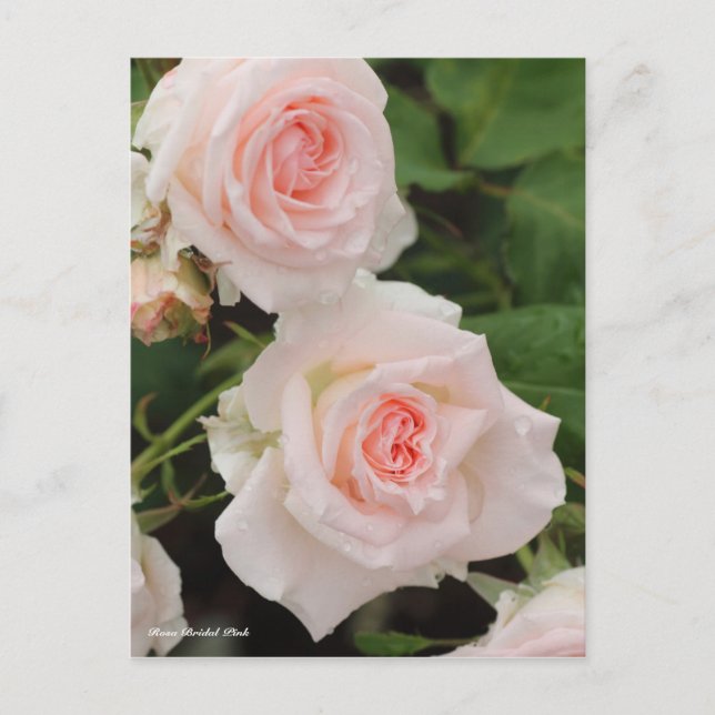Carte Postale Rosa Rose (Devant)