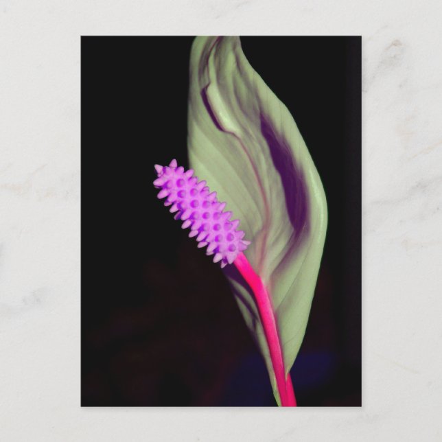 Carte Postale Rosa Schönheit (Devant)