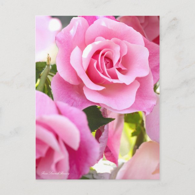 Carte Postale Rosa Spanish Beauty [Carte postale] (Devant)