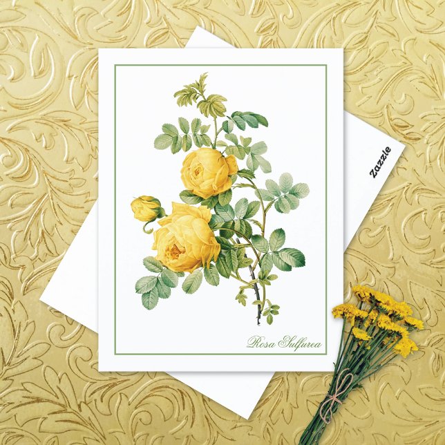 Carte Postale Rosa Sulfurea jaune Pierre-Joseph Redouté (Créateur téléchargé)