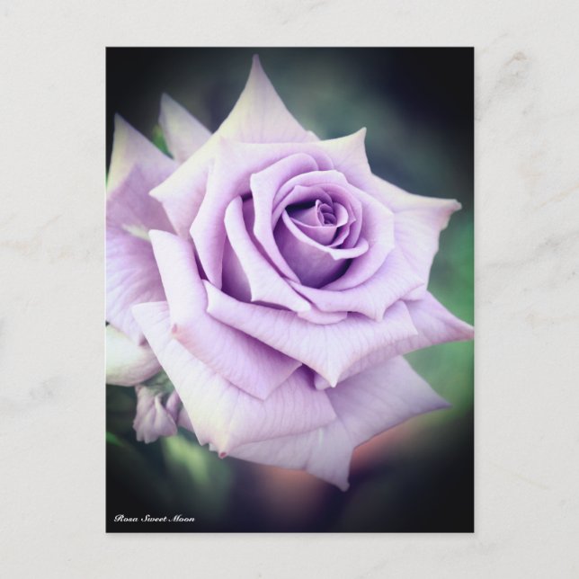 Carte Postale Rosa Sweet Moon (Devant)