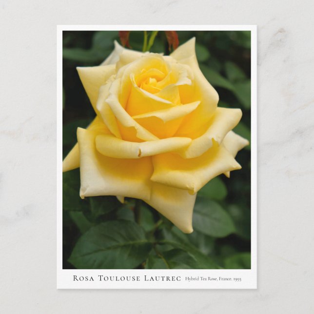 Carte Postale Rosa Toulouse Lautrec (Devant)