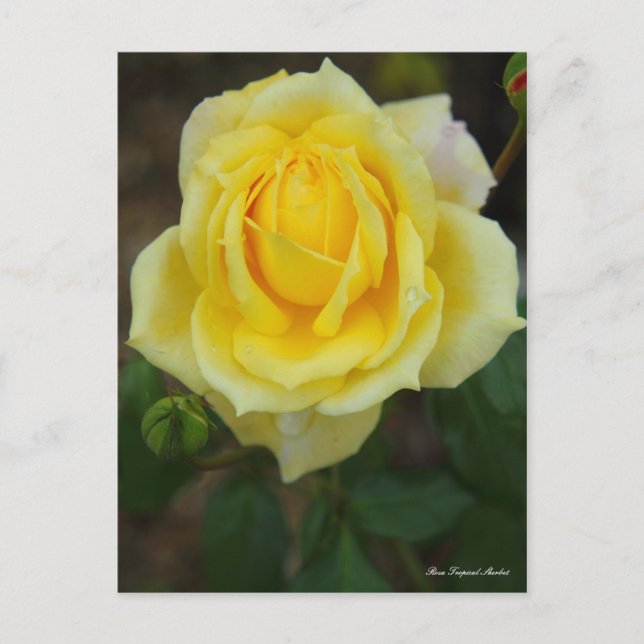 Carte Postale Rosa Tropical Sherbet [Postcard] (Devant)