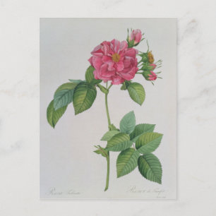 Carte Postale Rosa Turbinata, de, Les Roses, Vol 1, 1817