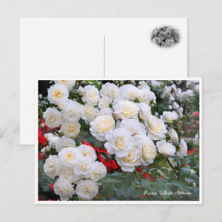 Carte Postale Rosa White Arrow