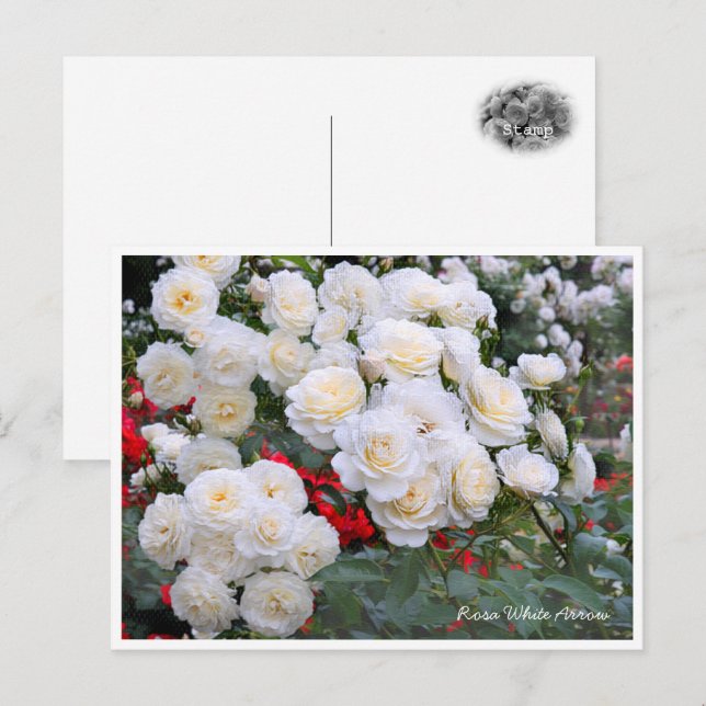 Carte Postale Rosa White Arrow (Devant / Derrière)