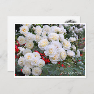Carte Postale Rosa White Arrow