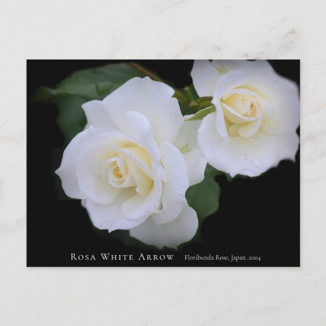 Carte Postale Rosa White Arrow (Devant)