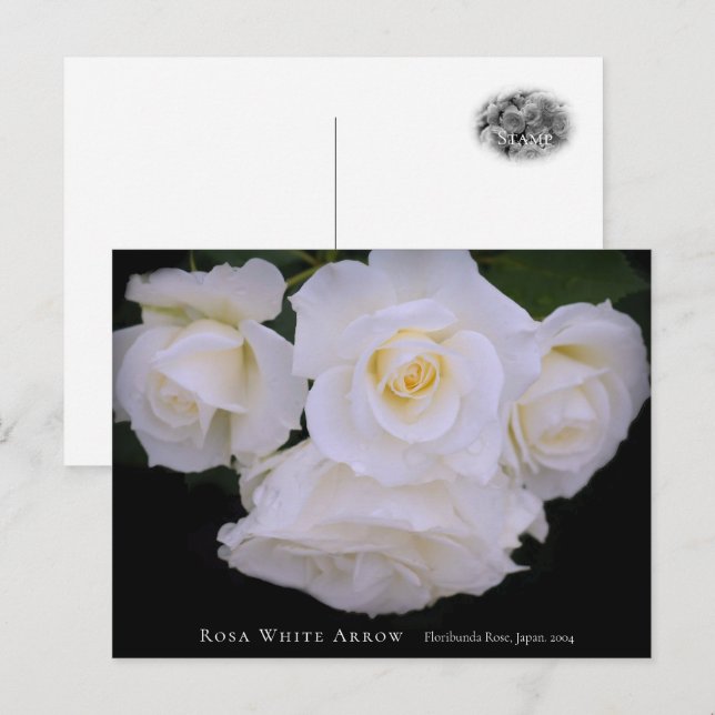 Carte Postale Rosa White Arrow (Devant / Derrière)