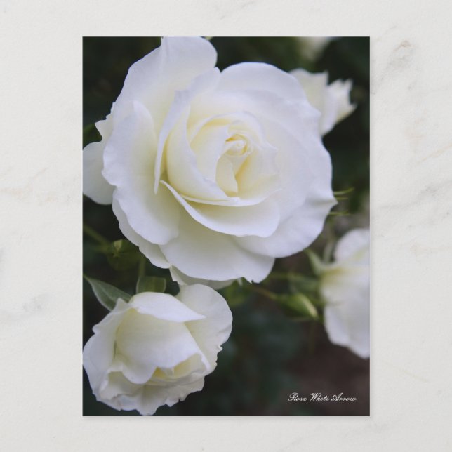 Carte Postale Rosa White Arrow：Postcard (Devant)