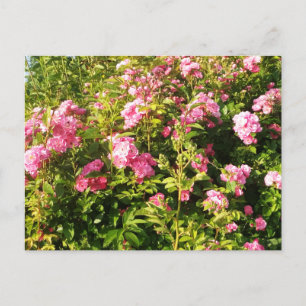Carte Postale Rosarium en fleurs