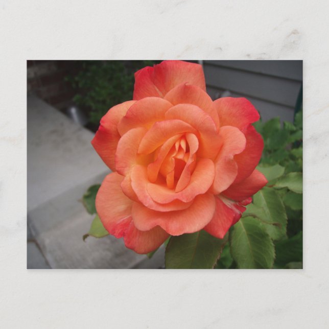 Carte Postale Rose (Devant)