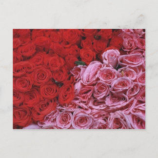 Carte Postale Rose