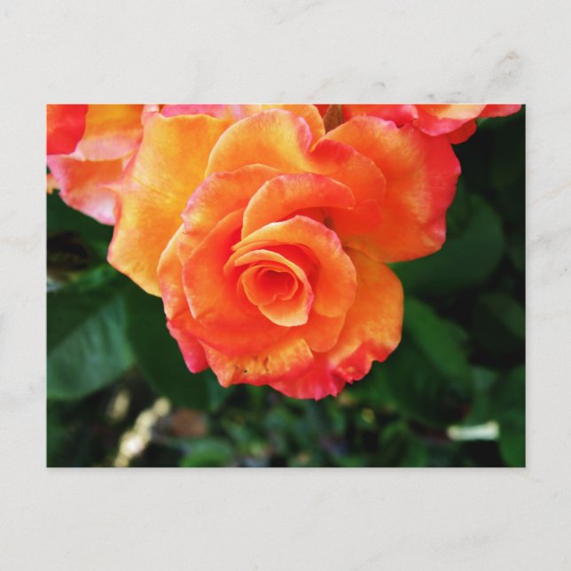 Carte Postale Rose (Devant)