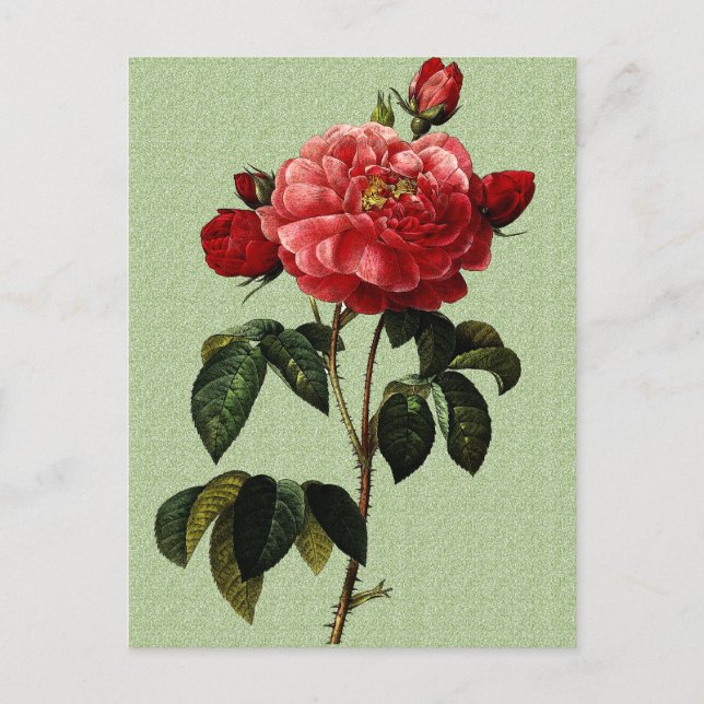 Carte Postale Rose (Devant)