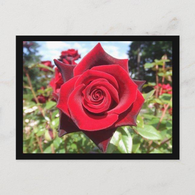 Carte Postale Rose (Devant)