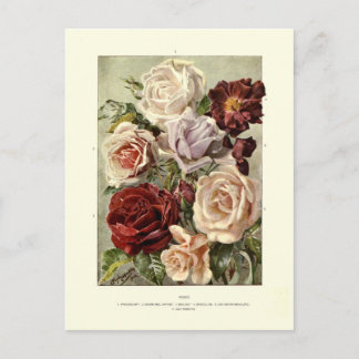 Carte Postale Rose