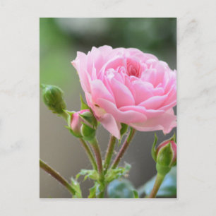 Carte Postale rose