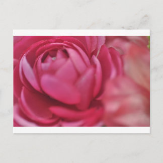 Carte Postale Rose
