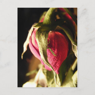 Carte Postale rose