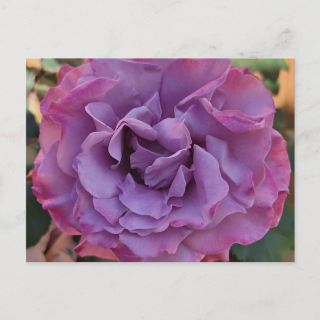 Carte postale rose (Devant)