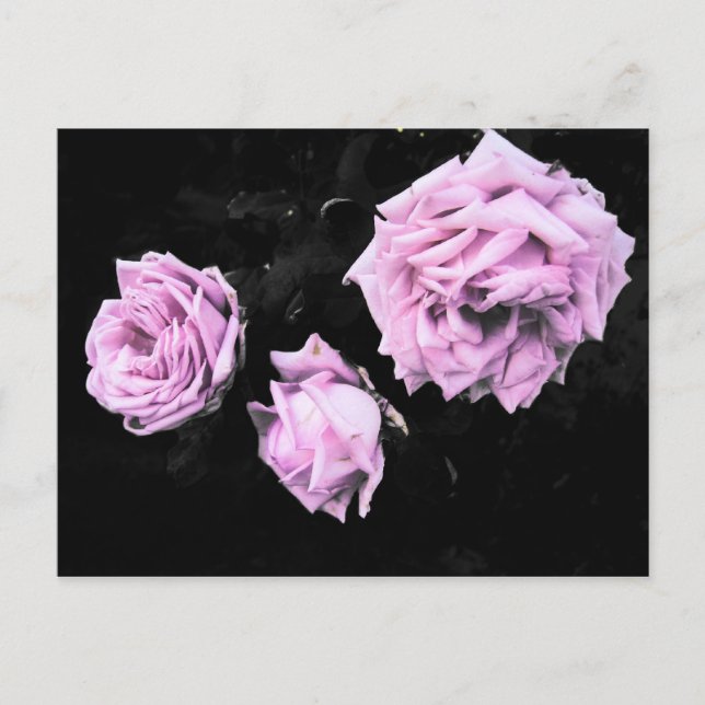 Carte Postale Rose (Devant)