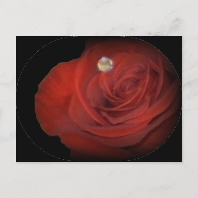 Carte Postale Rose (Devant)