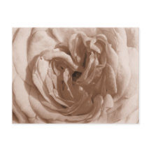 Carte postale rose