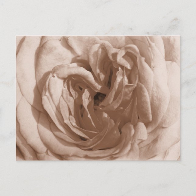 Carte postale rose (Devant)
