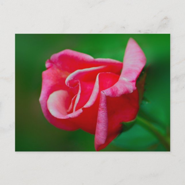 Carte postale rose (Devant)