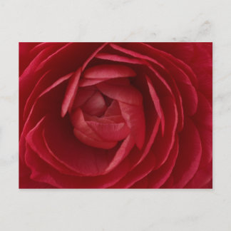 Carte Postale Rose
