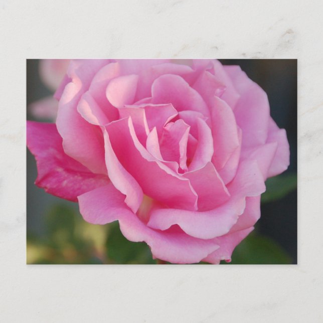 Carte postale rose (Devant)