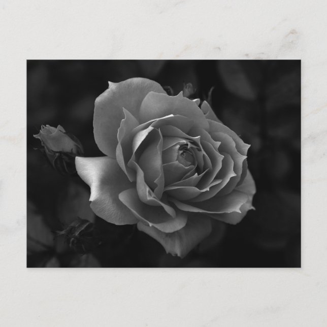 Carte Postale Rose (Devant)